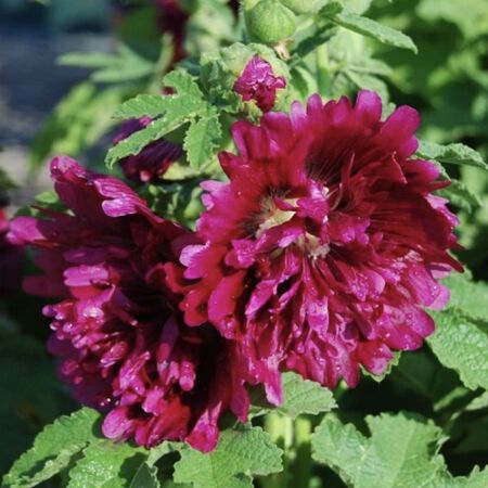 Queeny Purple, Hollyhock Seeds - Packet image number null